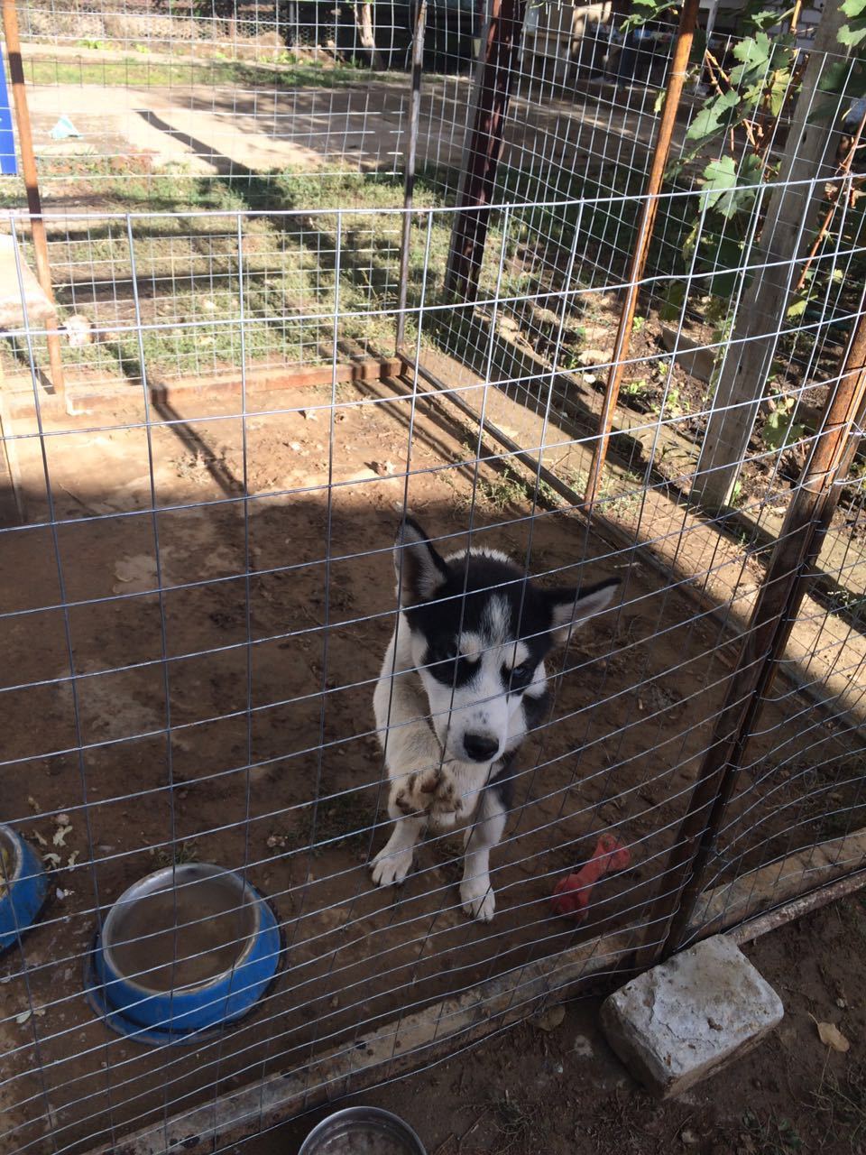 Husky Sam - complains, asks for a walk. - My, Husky, Siberian Husky, , , Longpost