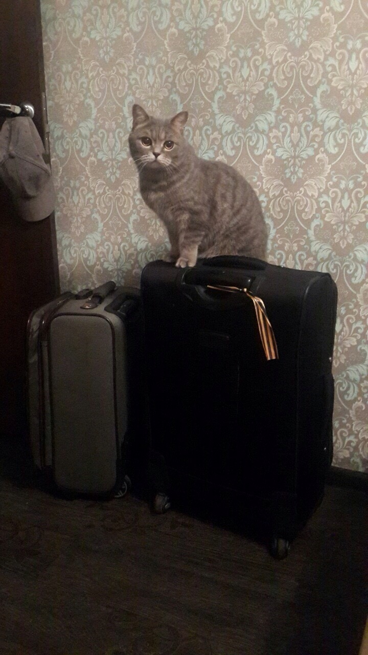 My wife and I were going on vacation, the cat smelled something was wrong with the purr ... - My, cat, Vacation, Longpost