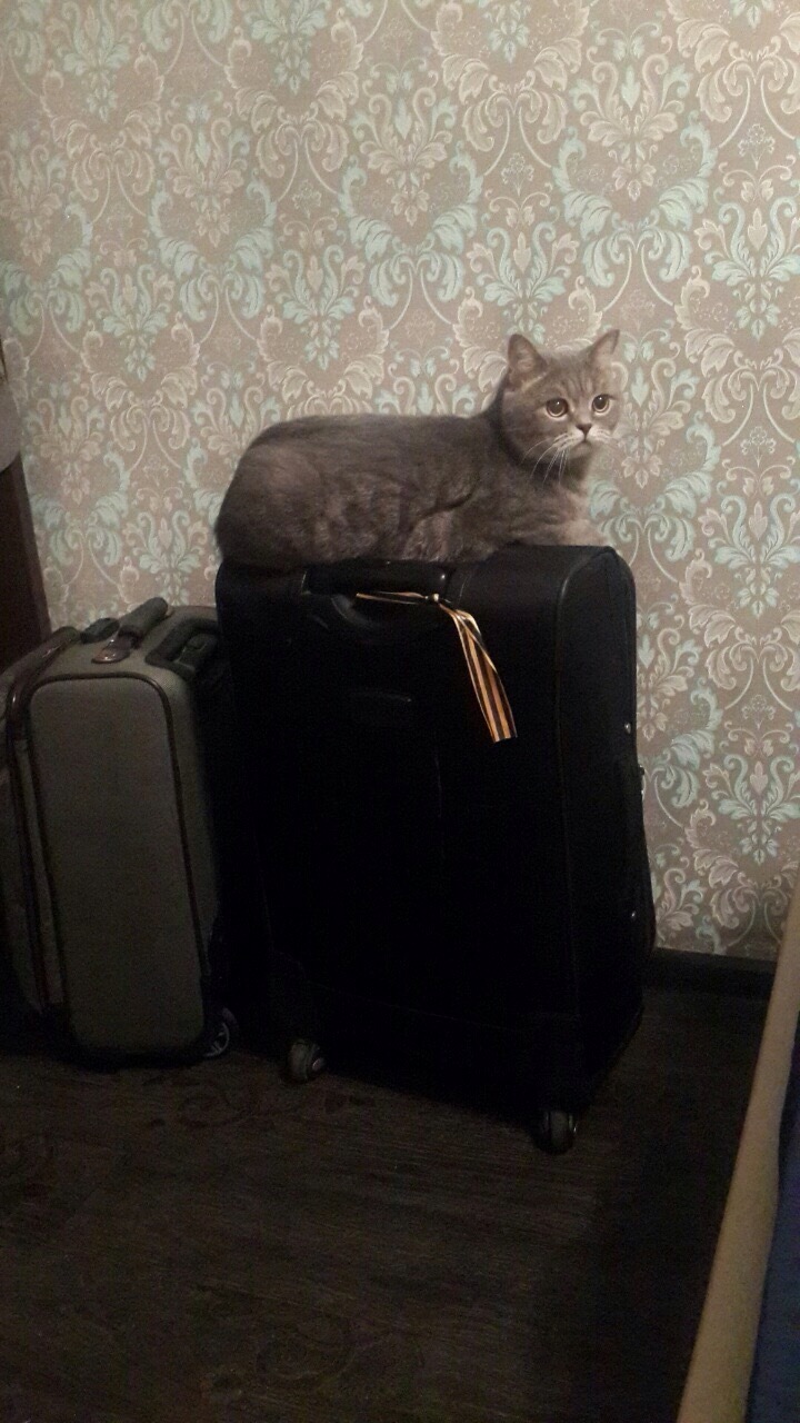 My wife and I were going on vacation, the cat smelled something was wrong with the purr ... - My, cat, Vacation, Longpost