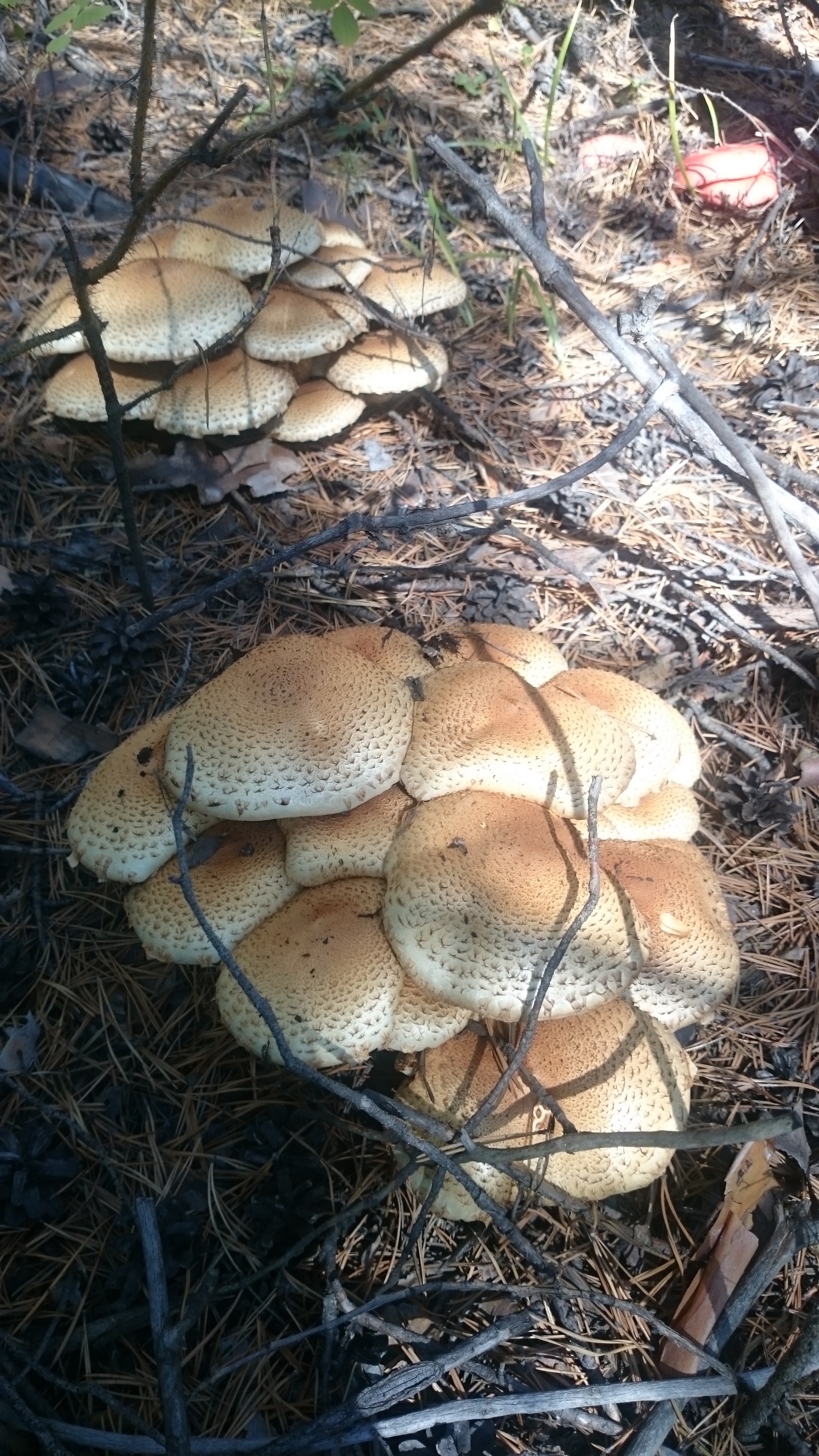 Help identify the mushroom - My, Help, Mushrooms, Mushroom pickers, Longpost