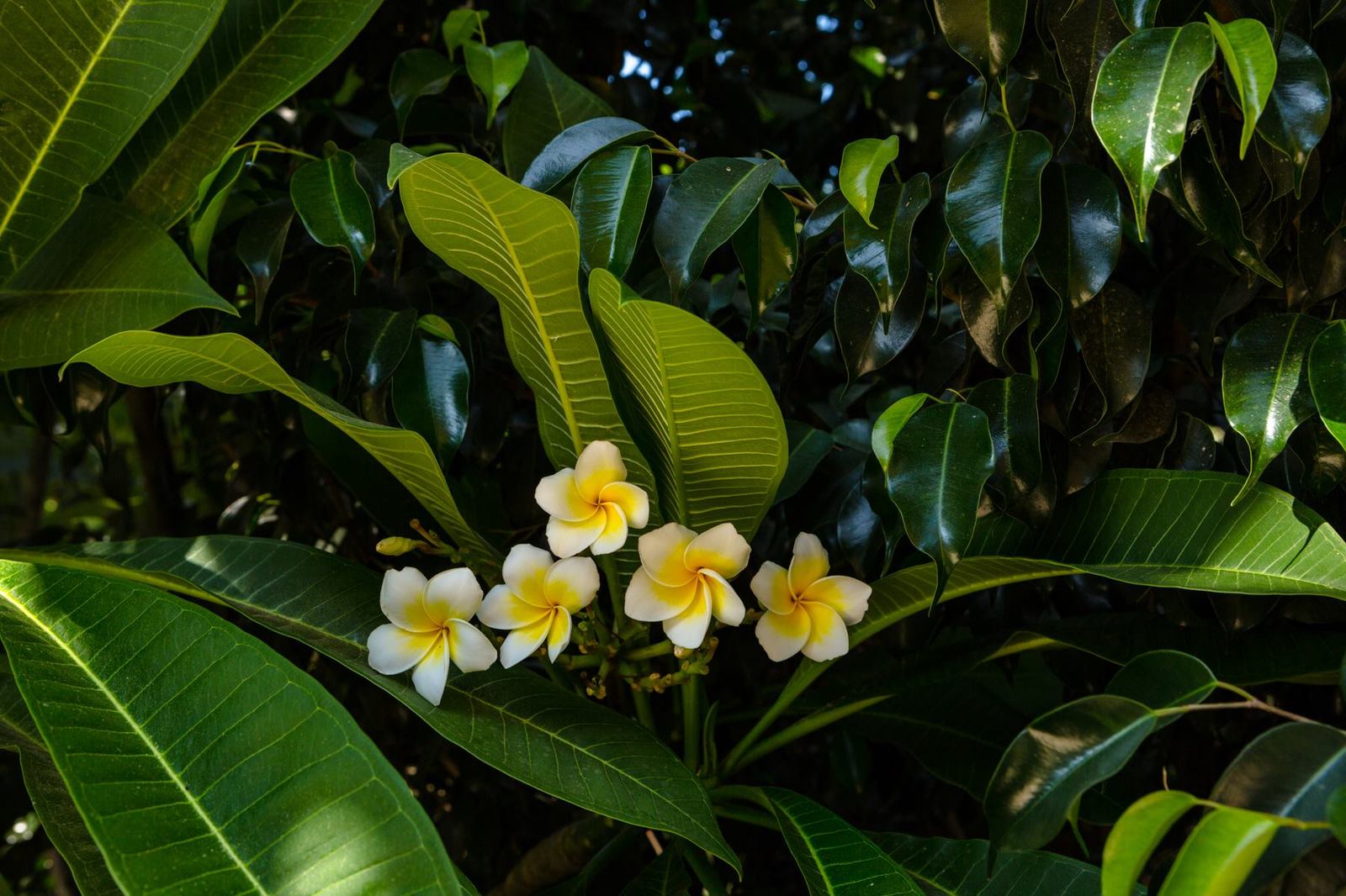 Плюмерия | Пикабу