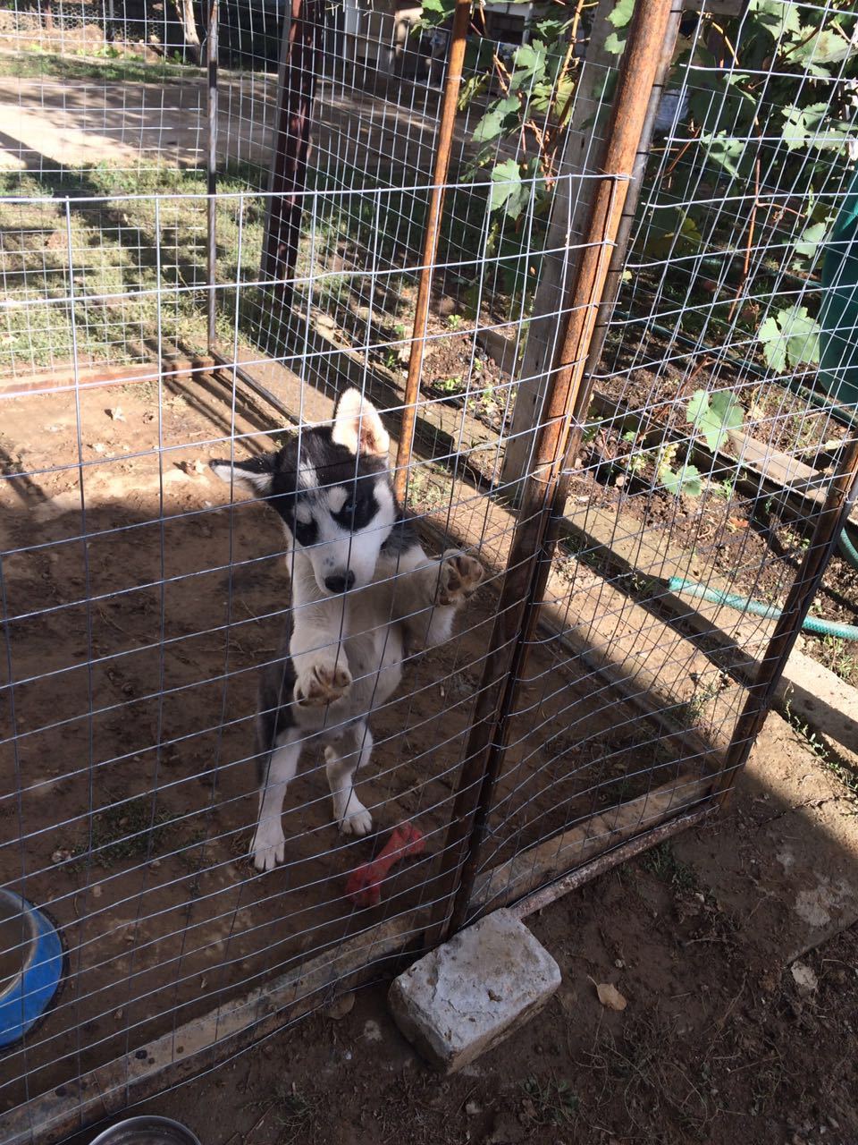 Husky Sam - complains, asks for a walk. - My, Husky, Siberian Husky, , , Longpost