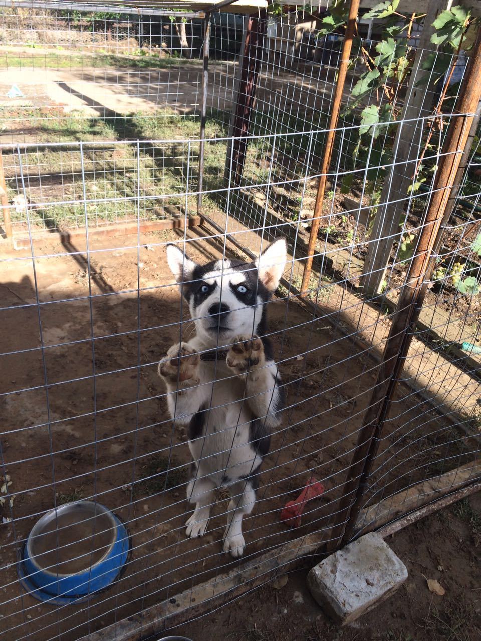 Husky Sam - complains, asks for a walk. - My, Husky, Siberian Husky, , , Longpost