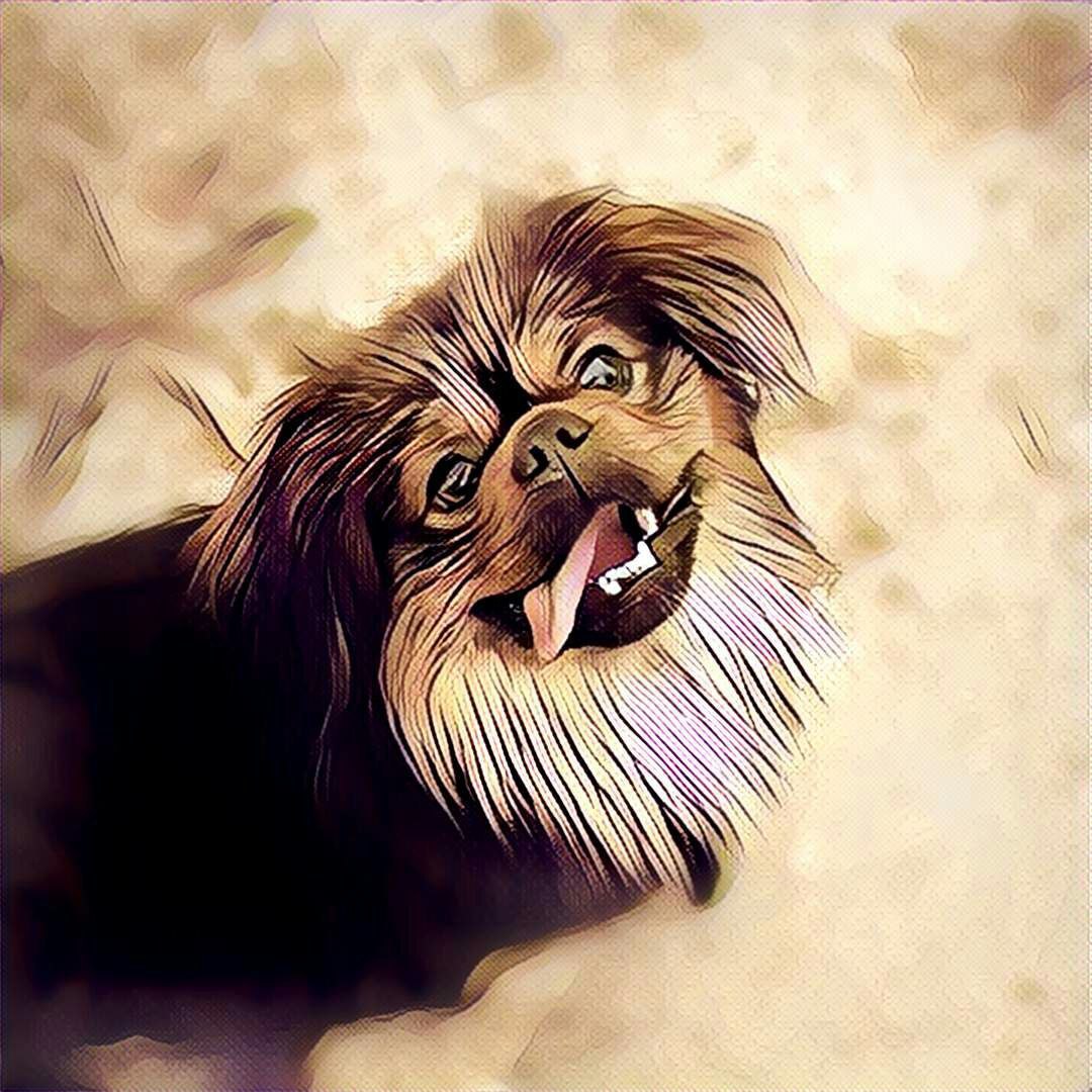 Here you are all cats and cats .. I took a picture of my dog ??not so long ago and processed it in a well-known editor. - My, Dog, Friend, Jack