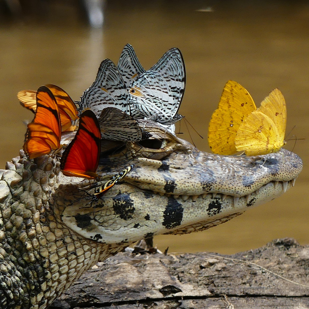 When you're a crocodile, but that doesn't stop you from being cute - Crocodile, Butterfly, Photo, Crocodiles