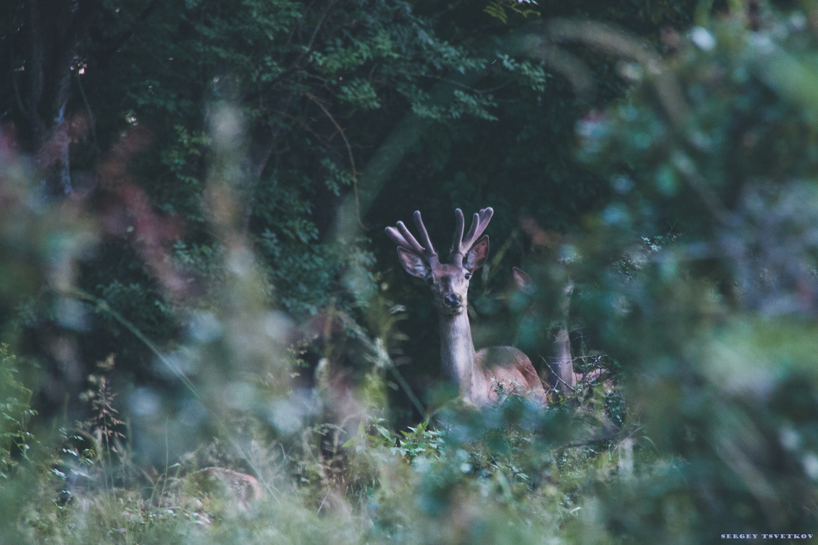 When not only bears are scary. - My, My, Photo, The photo, Russia, Animals, Forest, Story