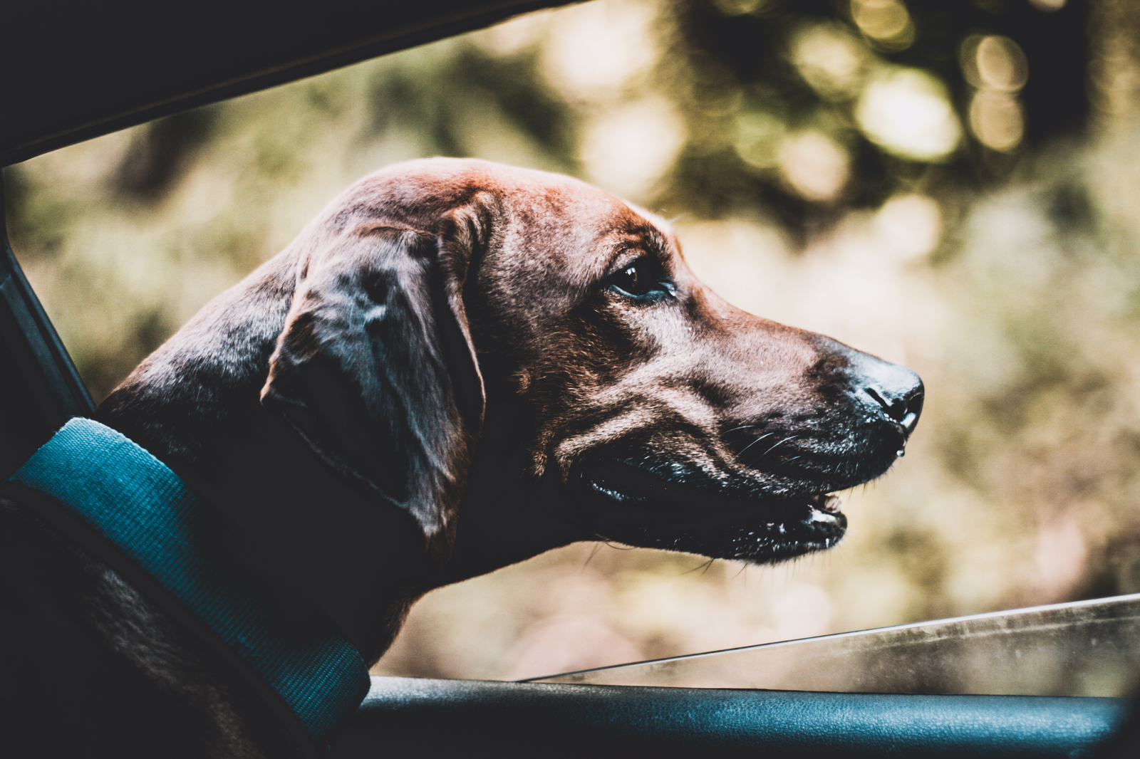 My Favorite Red Beast (Rhodesian Ridgeback) - My, Dog, Forest, Nature, Photo, My, 