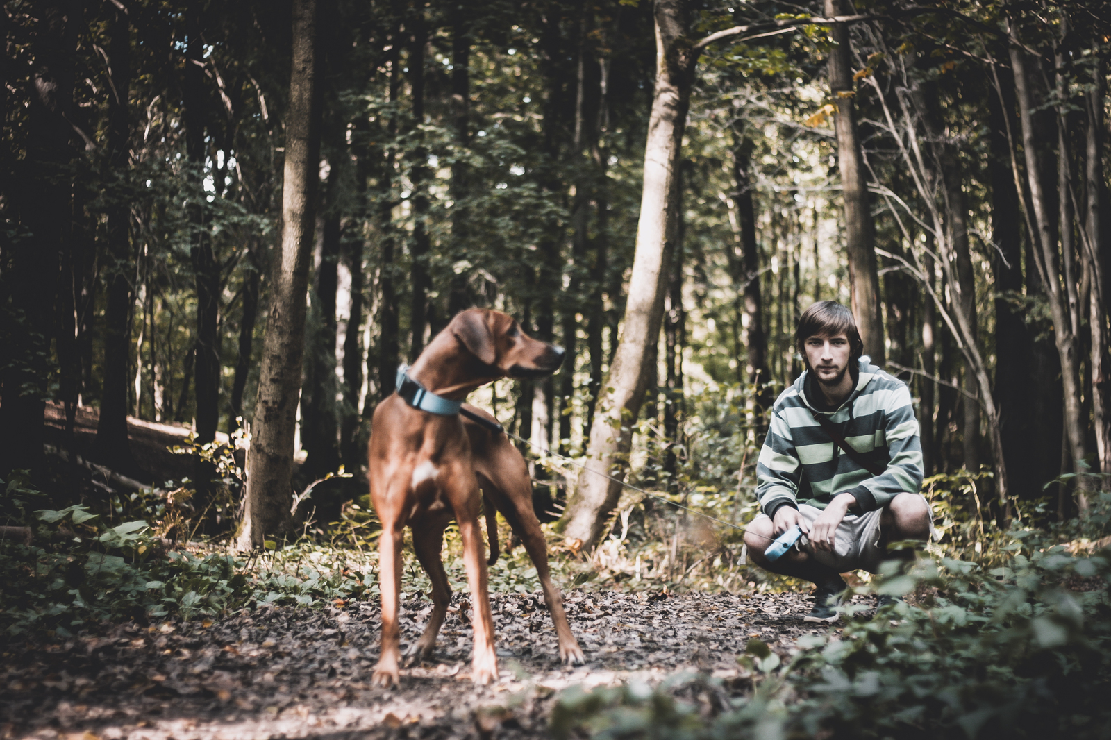 My Favorite Red Beast (Rhodesian Ridgeback) - My, Dog, Forest, Nature, Photo, My, 