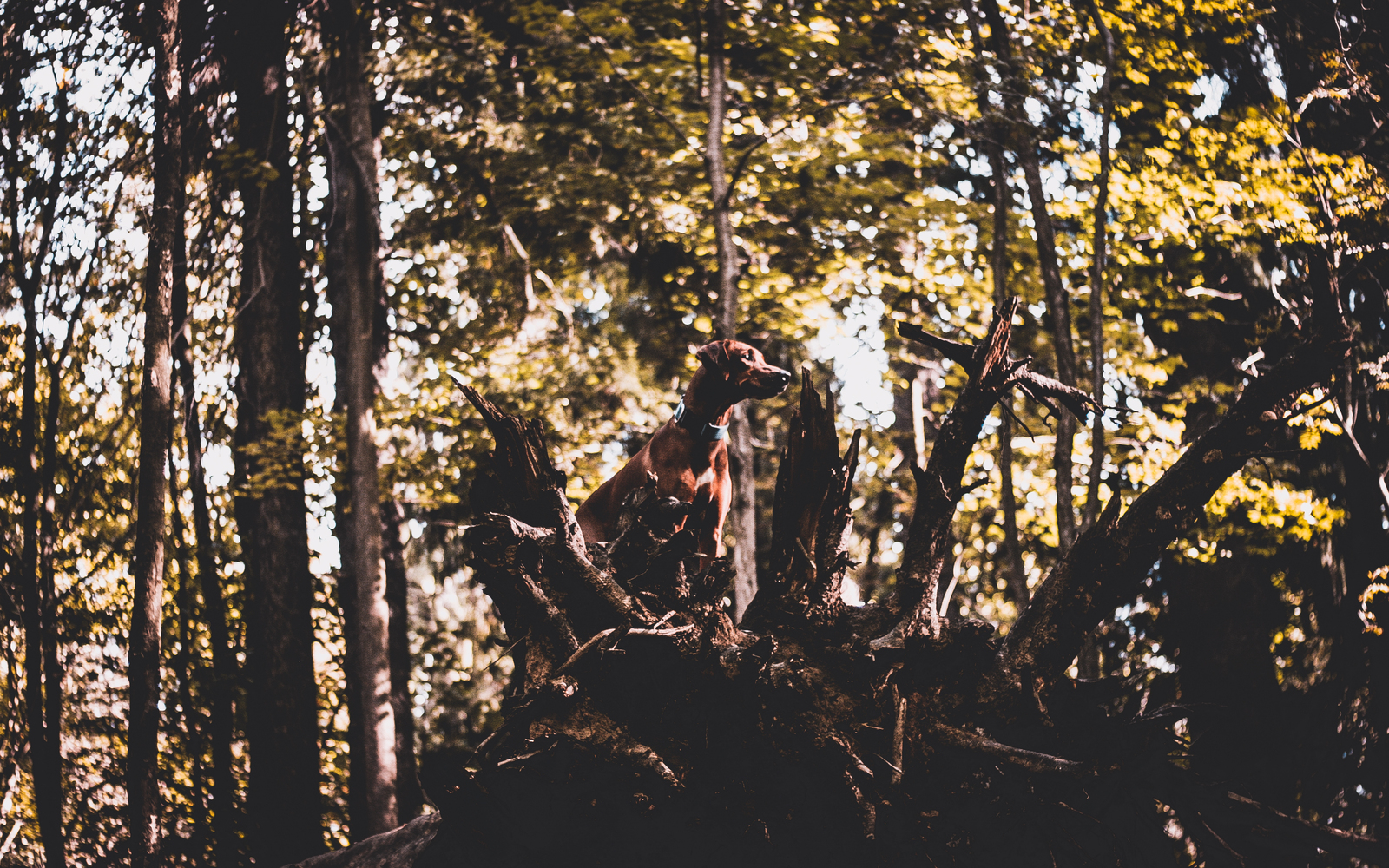 My Favorite Red Beast (Rhodesian Ridgeback) - My, Dog, Forest, Nature, Photo, My, 