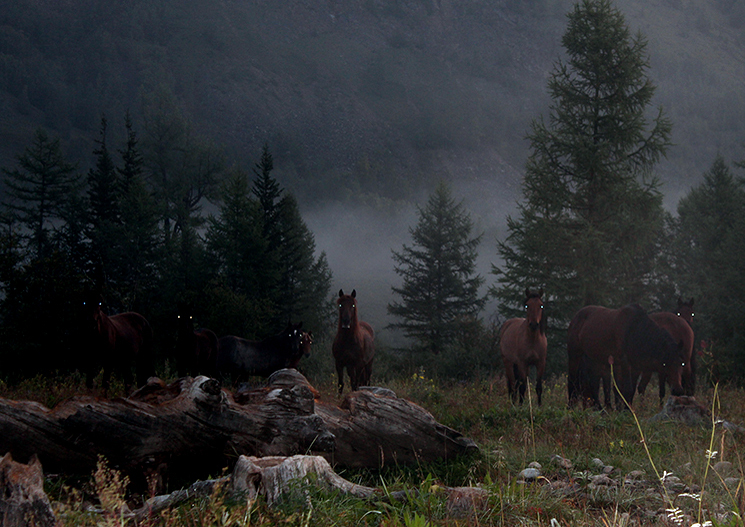 Who are you? - Horses, Otherworldly, Ghost