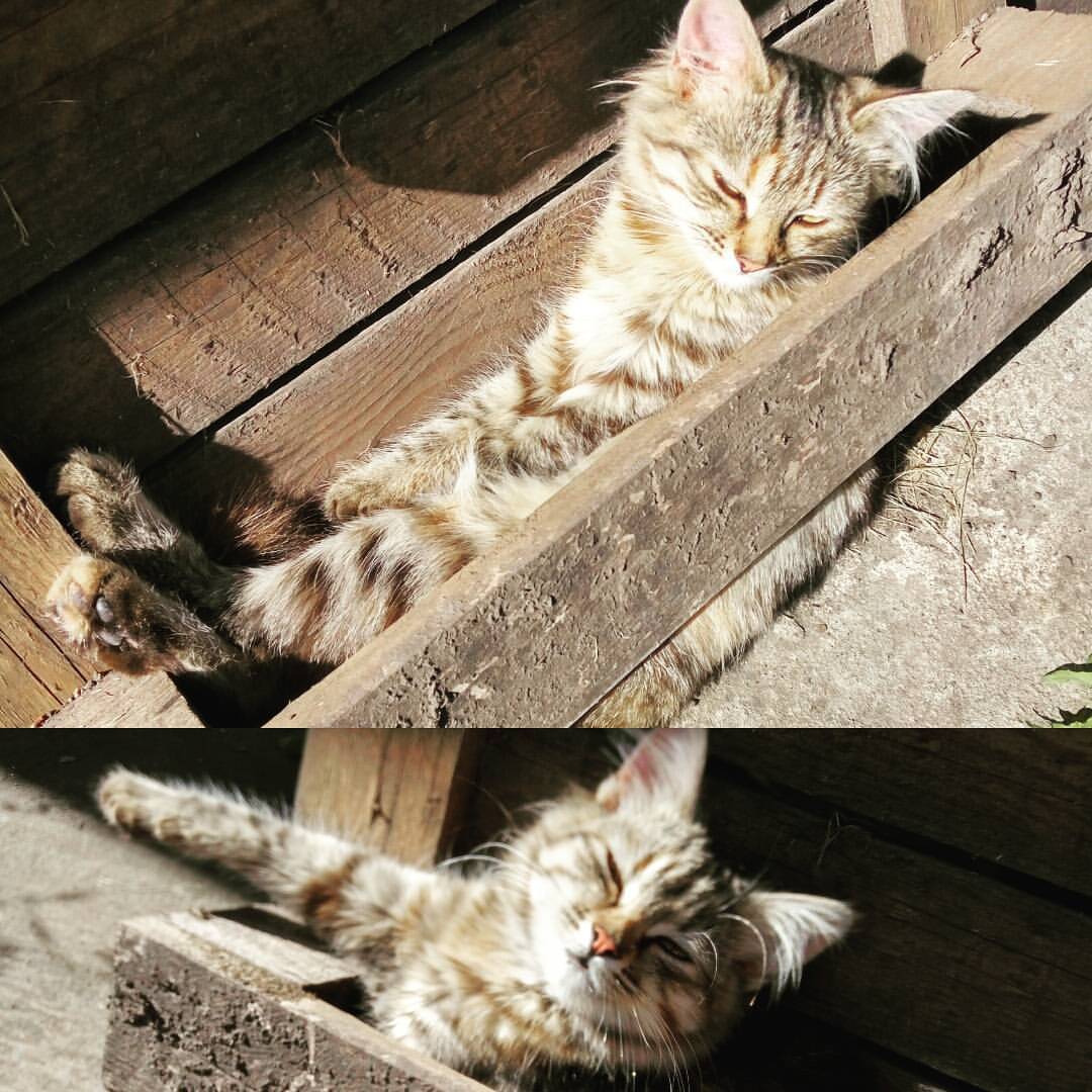 When your cat is a hipster or a loft bed - My, cat, Cats will take over the world, 