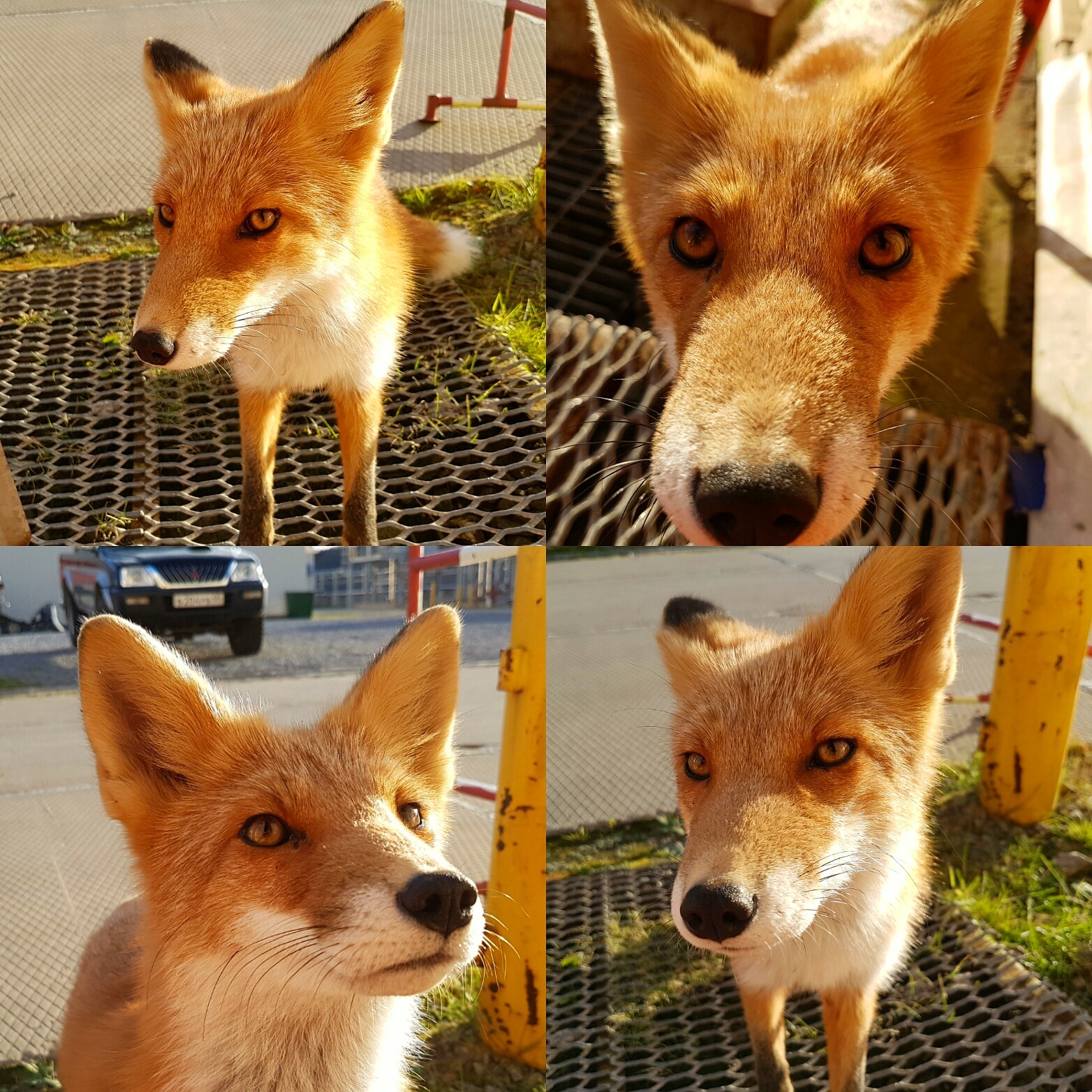 Shift foxes. - My, Fox, Watch, Photo