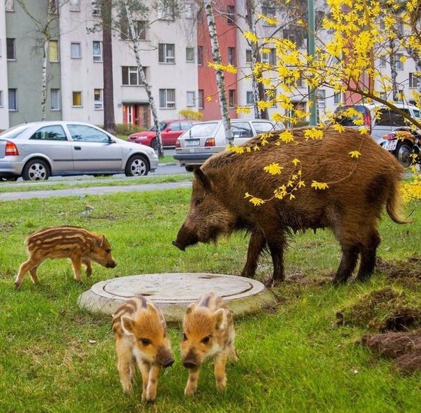 In the reserved Primorsky district of St. Petersburg - Saint Petersburg, Boar, wildlife