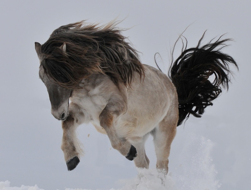 Just a photo of a beautiful Yakut horse - beauty, Horses, Yakutia, Snow, The photo