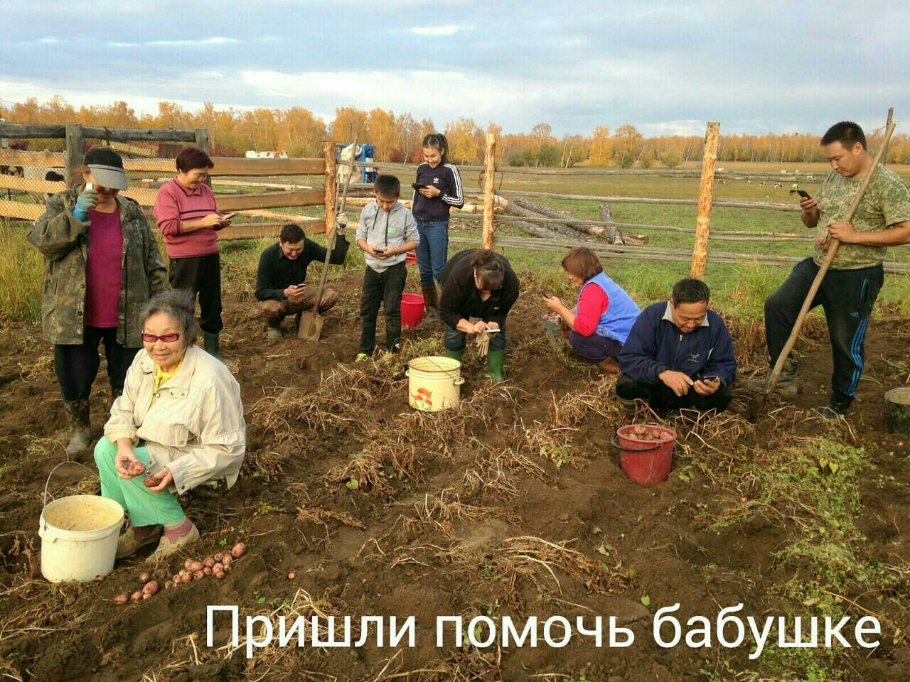 Came to help grandma - Potato, Help, Grandmother