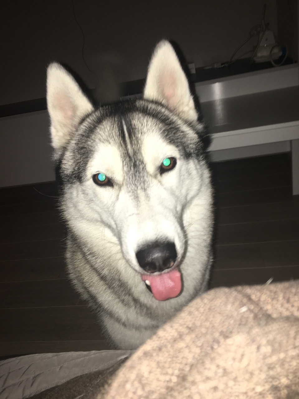 Cheerful blockhead - My, Husky, , Longpost