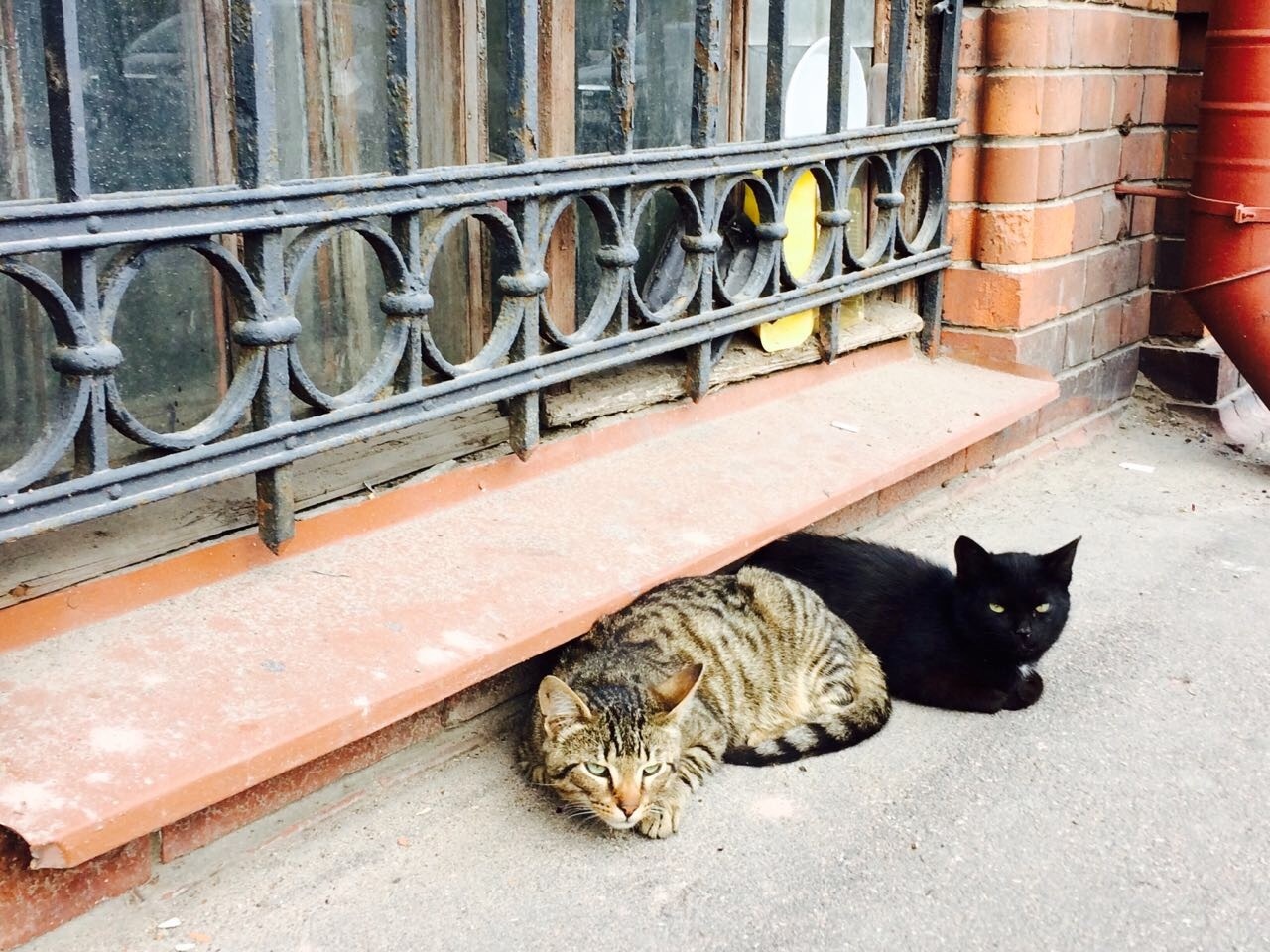 Just kitties - My, , Saint Petersburg, cat