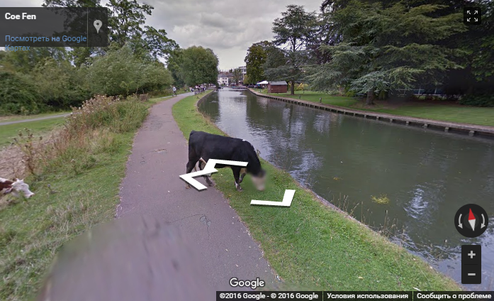 Google decided to protect the cow's privacy by covering up her face. - Google, Humor, Animals