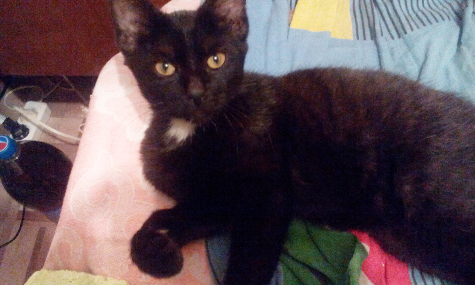 New family member :) - My, cat, Guldan, Pet, Animals, Catomafia, Pets