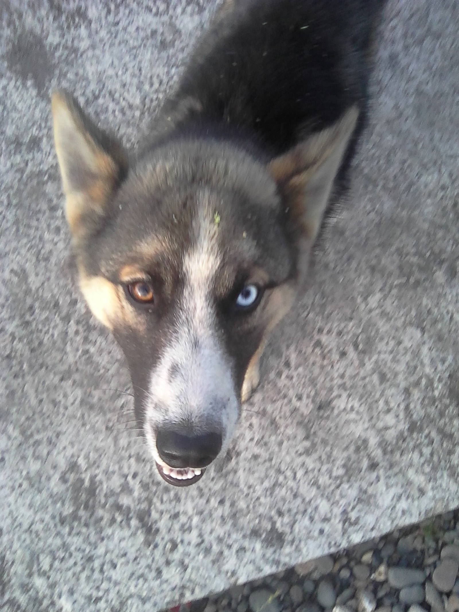 Odd-eyed mongrel - My, Photo, Dog, , Heterochromia, Diamond Dogs, , Longpost