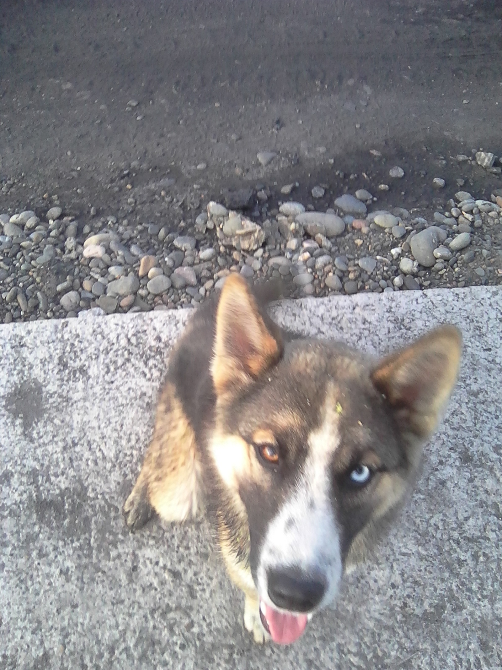 Odd-eyed mongrel - My, Photo, Dog, , Heterochromia, Diamond Dogs, , Longpost