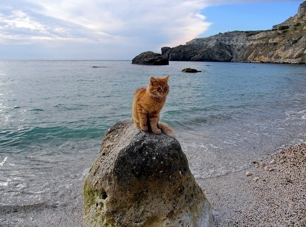 Sebastopol fur seals - cat, Sea, Sevastopol, Longpost