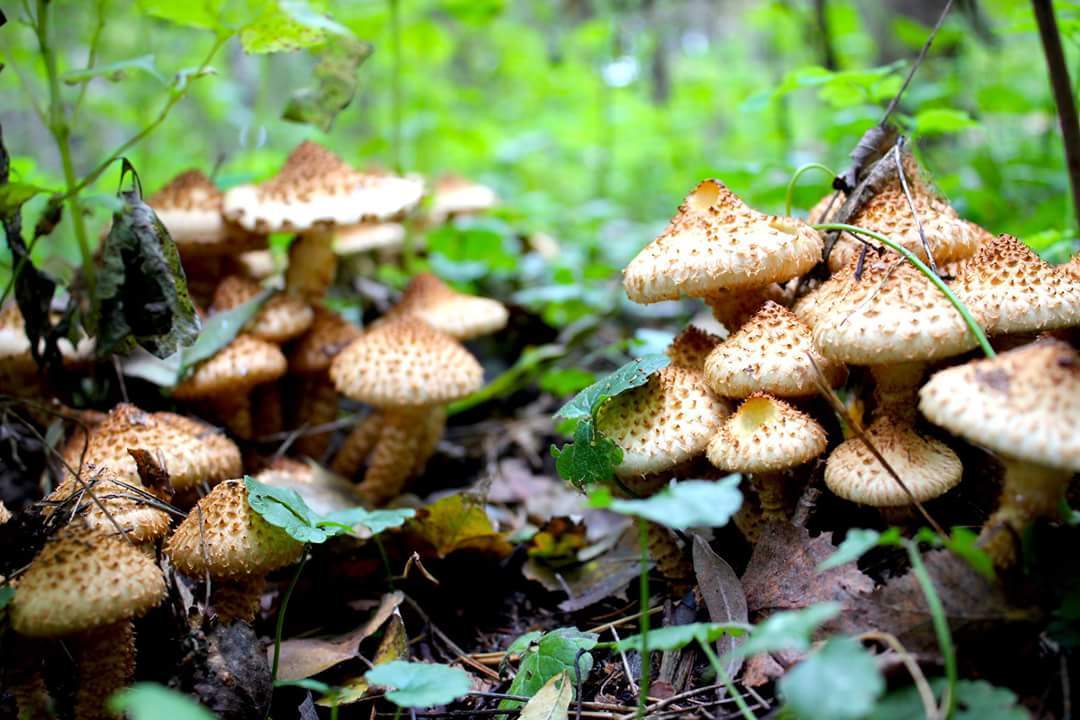 Some shots in the forest - My, Photo, Forest, Autumn, Mushrooms, Forest Park, Kuzminki, Longpost