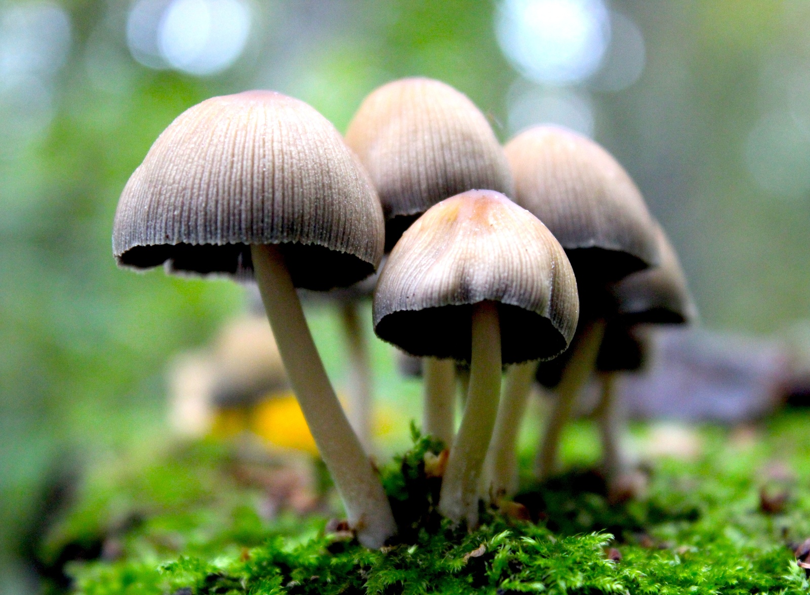 Some shots in the forest - My, Photo, Forest, Autumn, Mushrooms, Forest Park, Kuzminki, Longpost