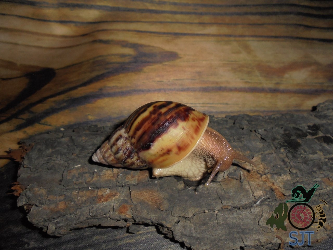 Heading Our animals. - My, Exotic animals, Zoo, Hobby, Heading, Snail, Longpost