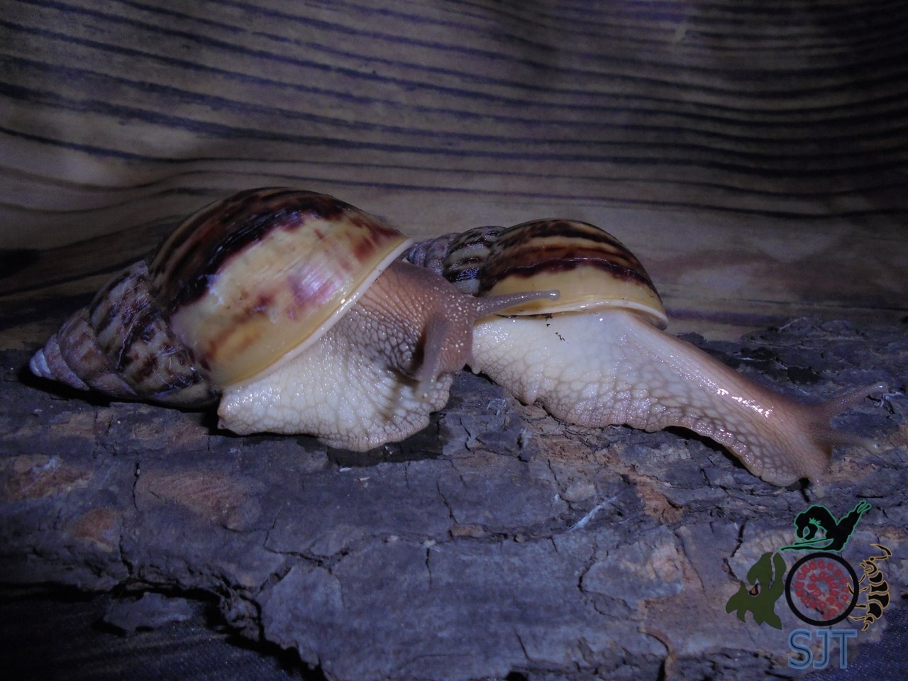 Heading Our animals. - My, Exotic animals, Zoo, Hobby, Heading, Snail, Longpost