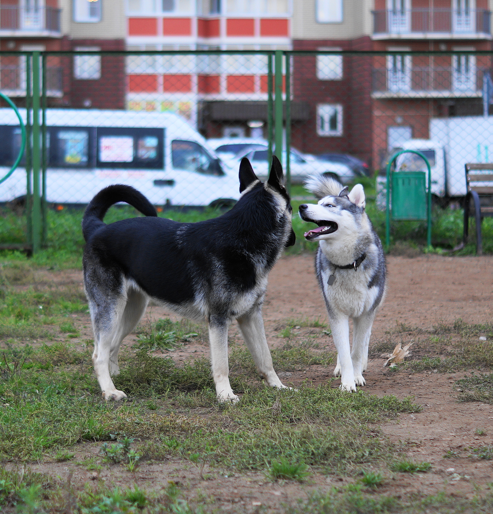 Hey - My, Dog, Walking, Sheepdog, Laika, East European Shepherd, Husky