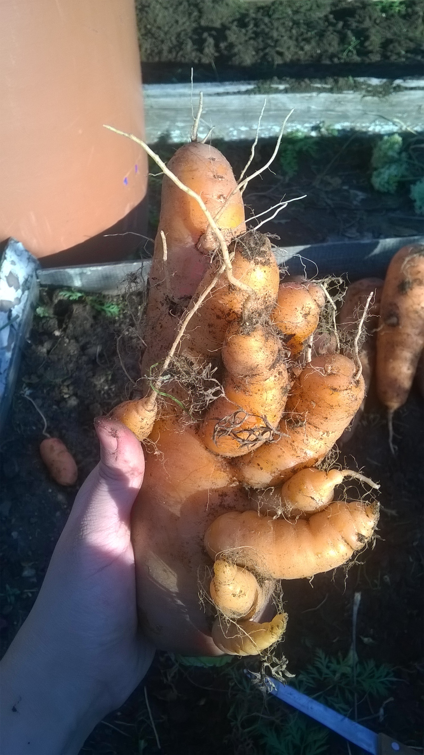 country centipede - My, Dacha, Vegetables