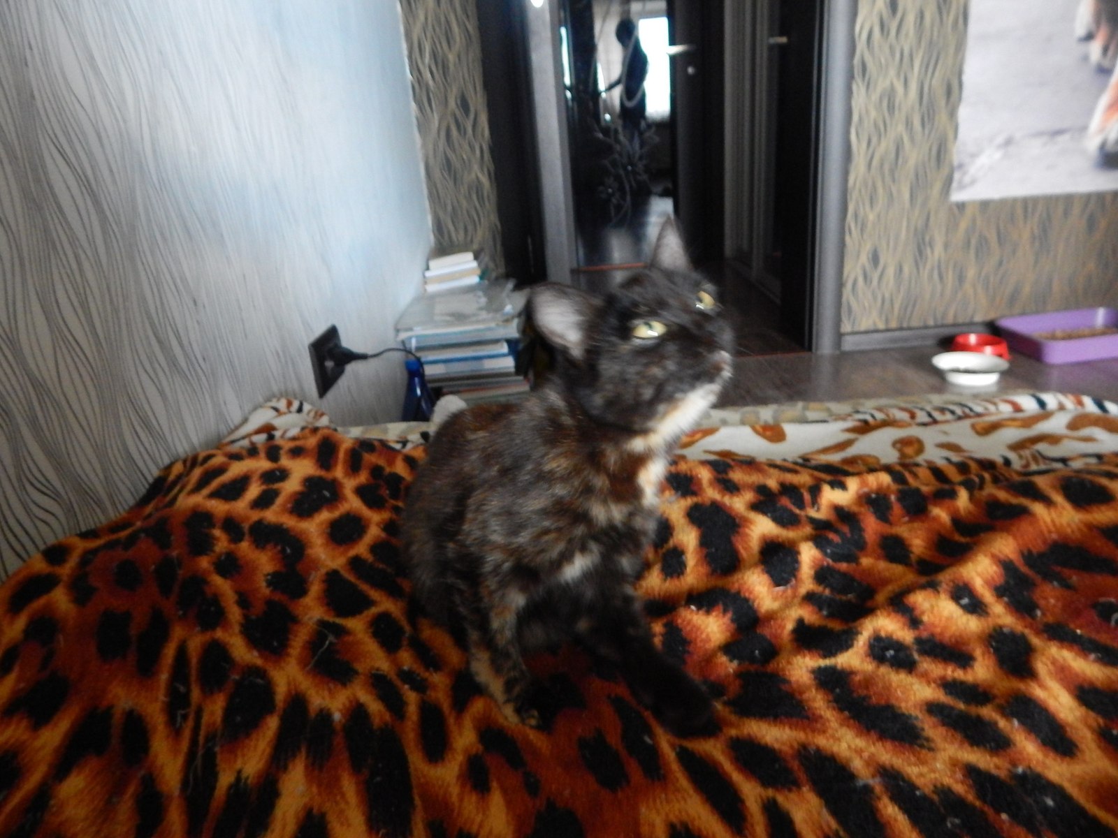 Looking for a house =) city of Chita - My, Pets, In good hands, Cat looking for a home, cat, Help