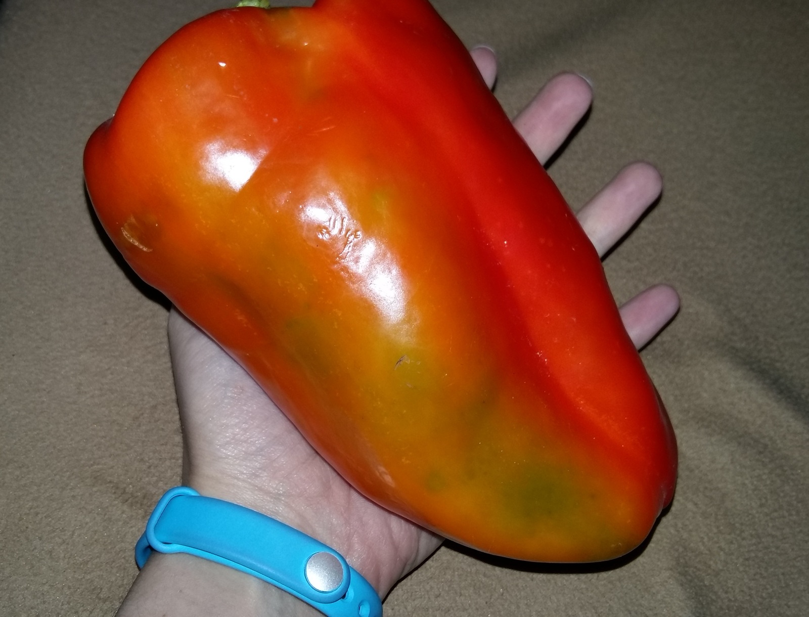 Regular pepper and smoker's pepper (or how much meat does it take to stuff 1 pepper?) - My, Pepper, Big size, Longpost