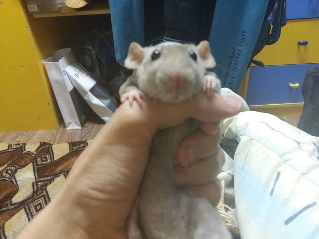 Just a rat - My, Rat, Rat dumbo