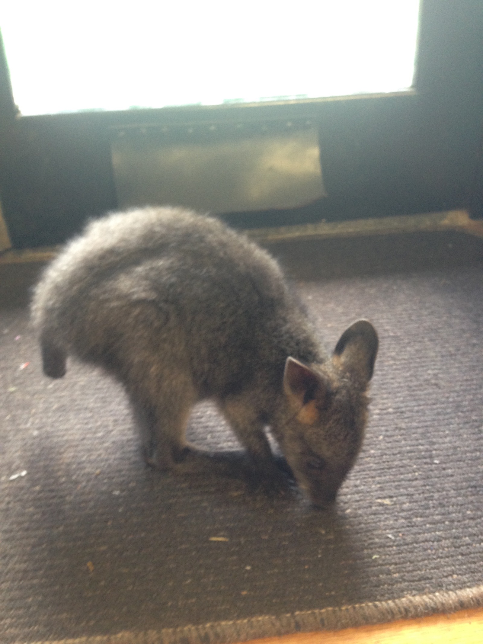 Baby wallaby (small kangaroo type) without a tail, we found in the store. - My, Kangaroo, Australia, Animals, Milota, Photo, Longpost