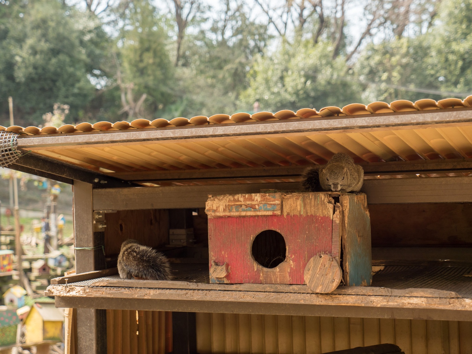 squirrel park - My, Japan, Squirrel, The park, Video, Longpost