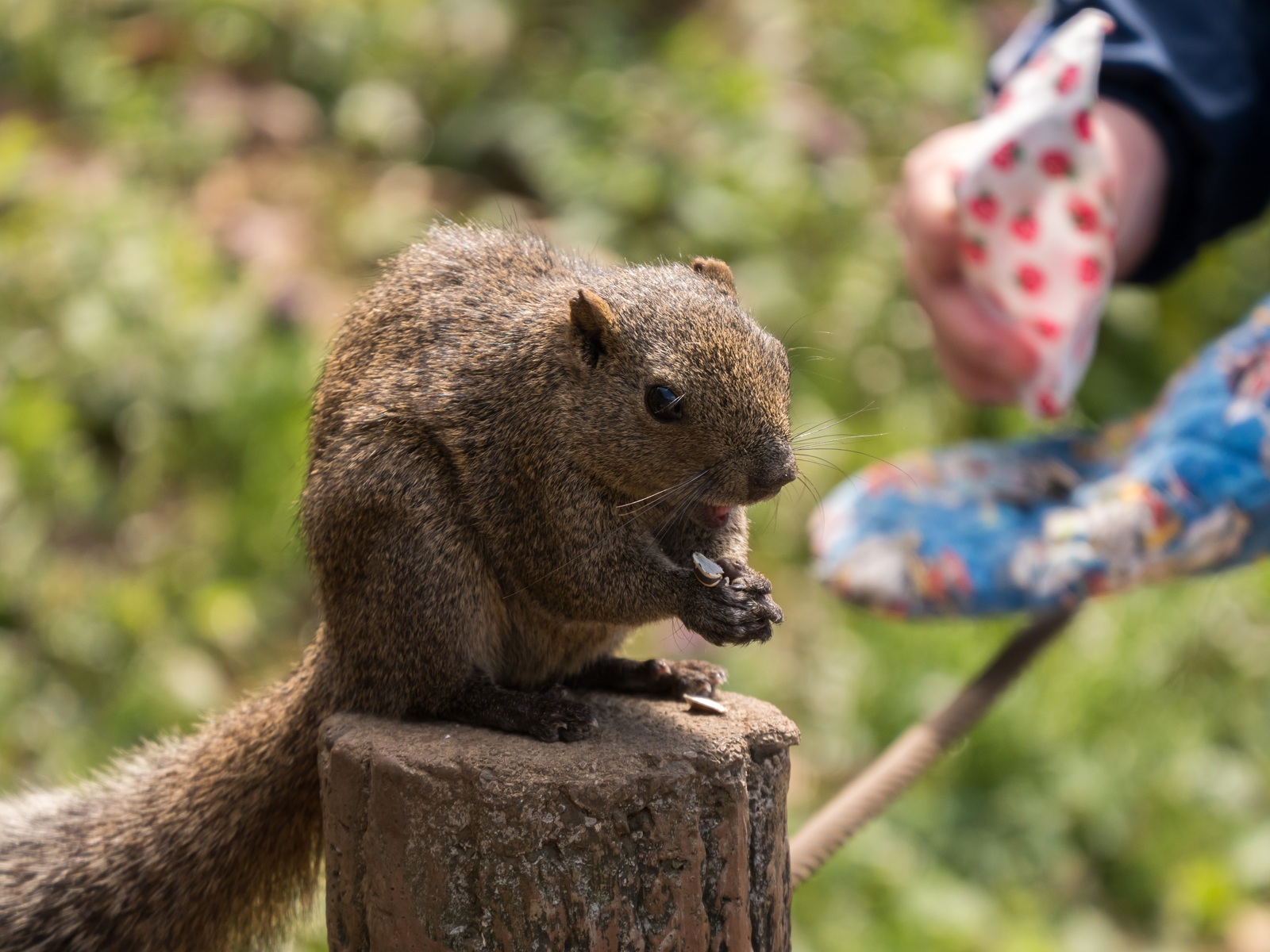 squirrel park - My, Japan, Squirrel, The park, Video, Longpost