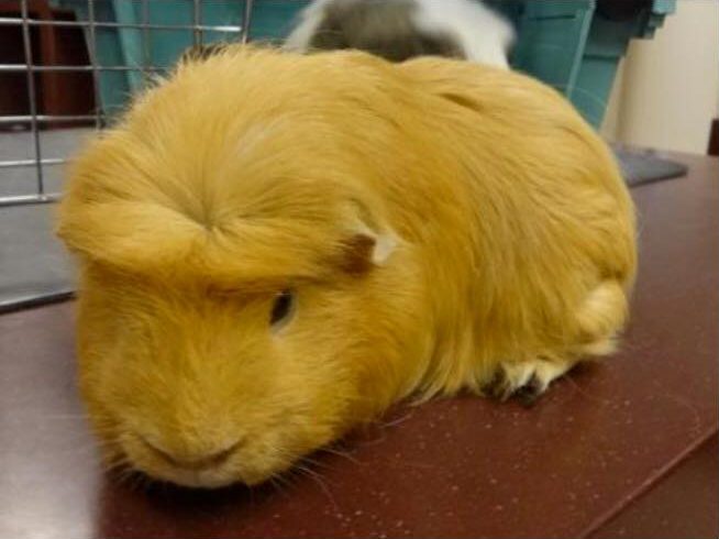 I know who I will vote for - Donald Trump, US elections, Guinea pig