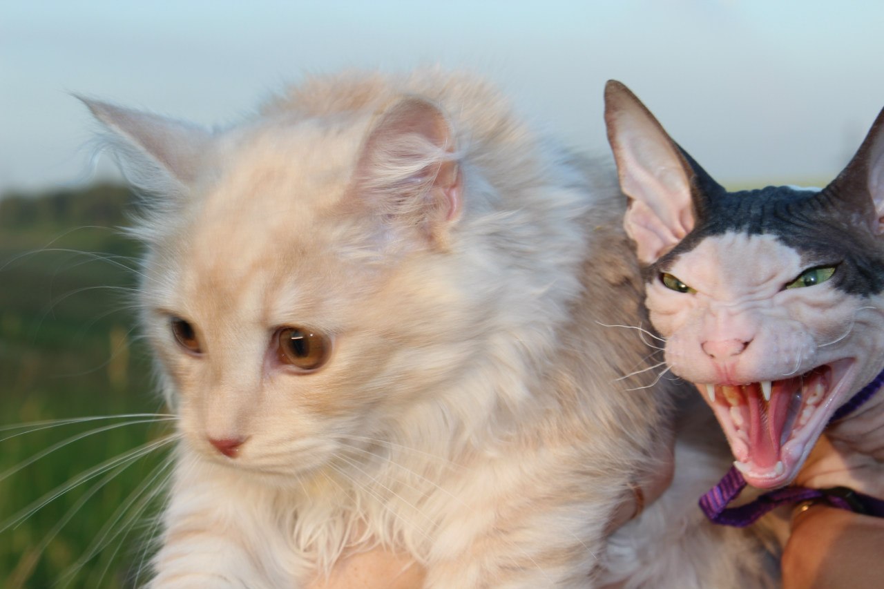 So different - My, cat, Sphinx, Siberians