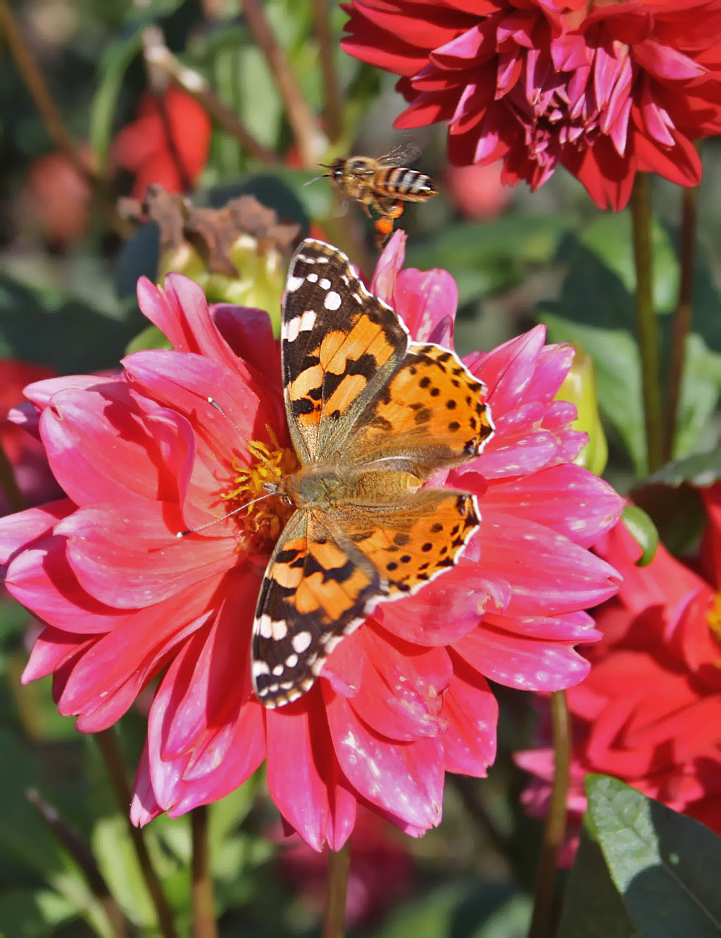 Black and white with orange - in fashion! - My, Autumn, Photo, Butterfly, Maya the Bee, Dahlias, Work, Aviation, Botanical Garden, The photo, Bees