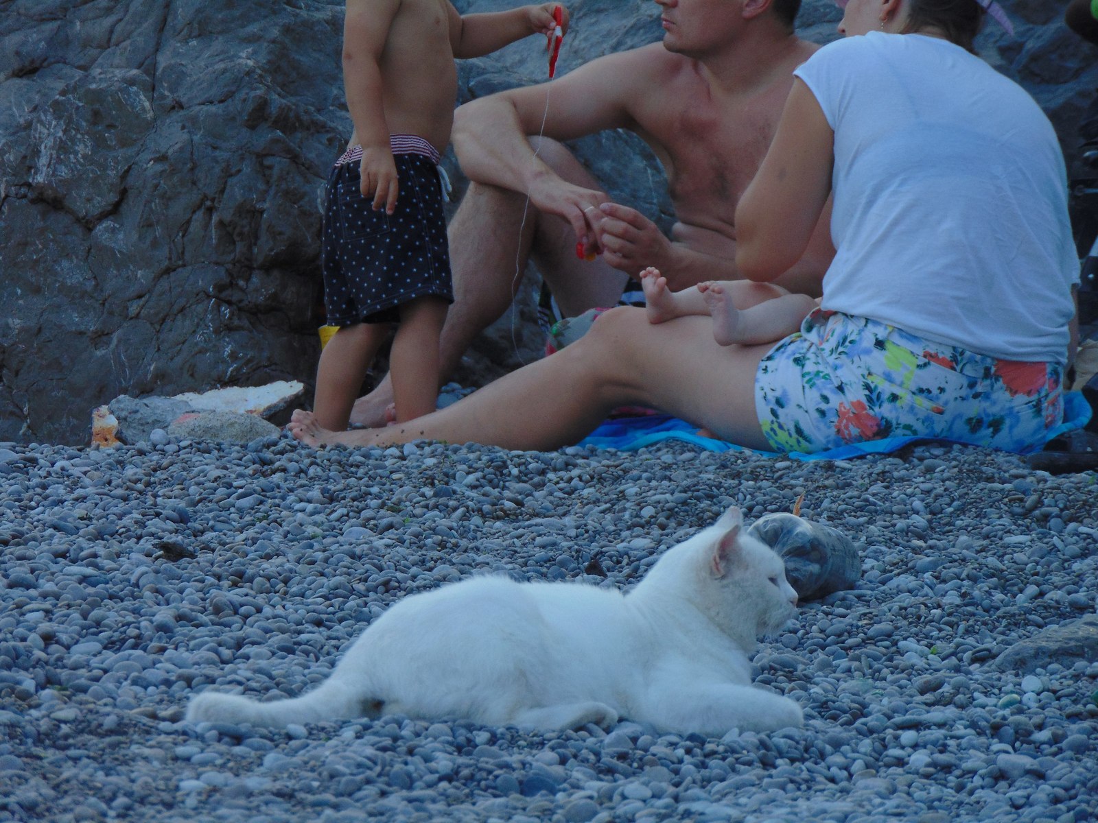 Fur seal. - My, Fur seal, cat, Beach, Crimea, Longpost