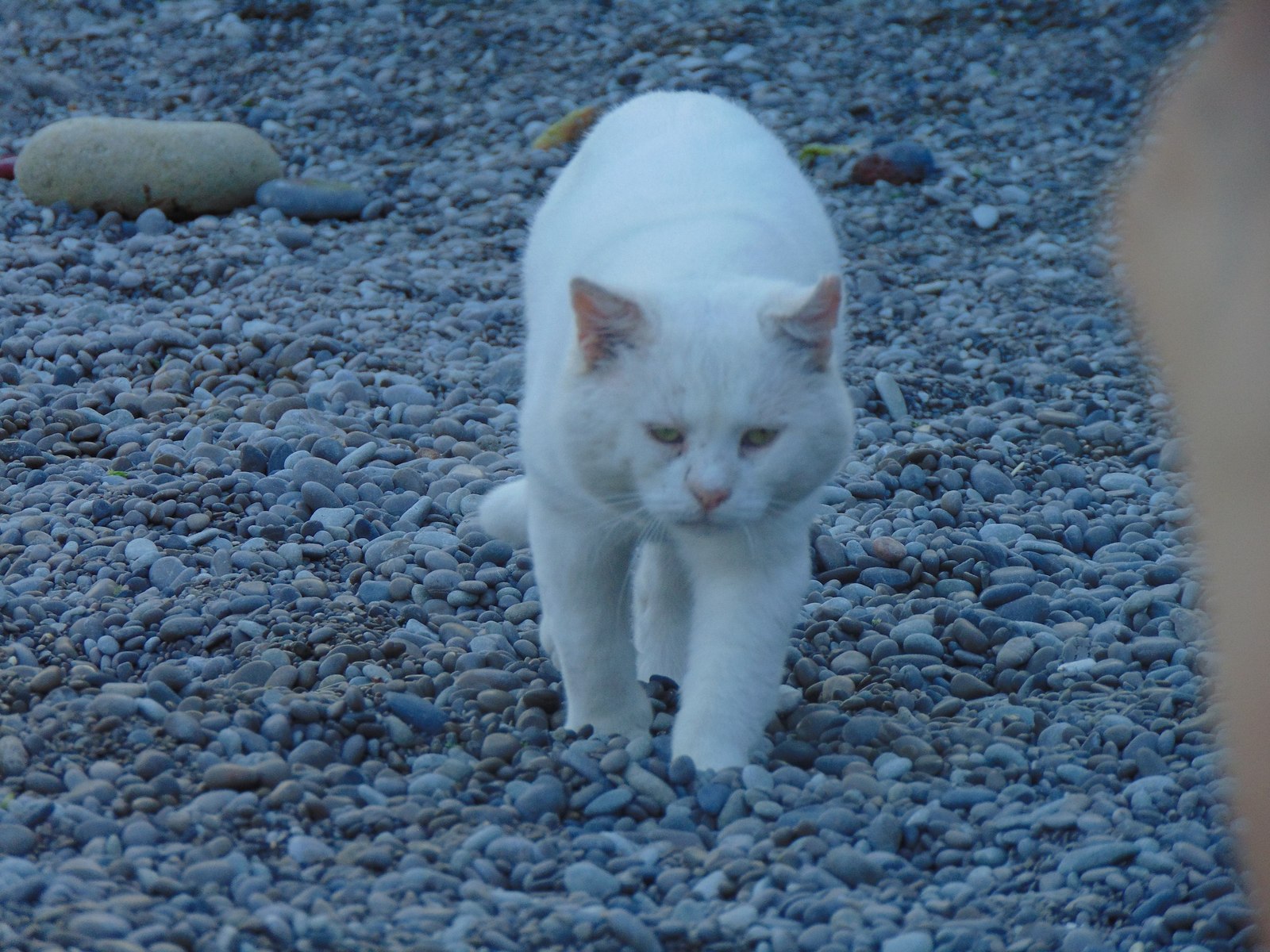 Fur seal. - My, Fur seal, cat, Beach, Crimea, Longpost