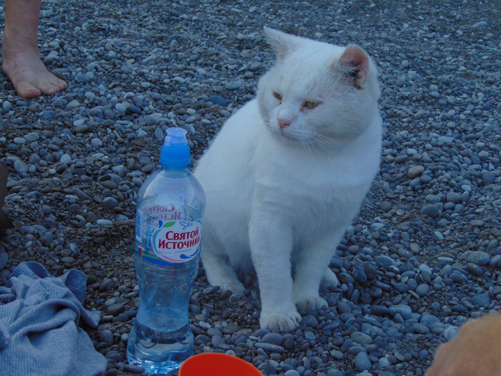 Fur seal. - My, Fur seal, cat, Beach, Crimea, Longpost