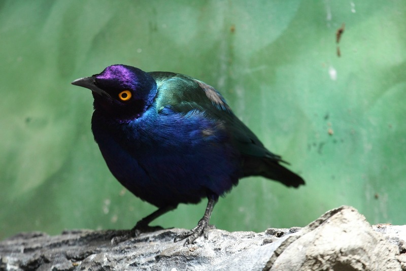 purple shiny starling - Starling, Birds, Purple, Eyes