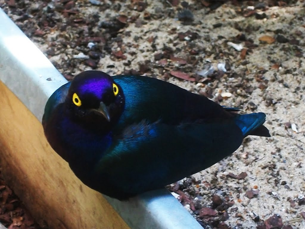 purple shiny starling - Starling, Birds, Purple, Eyes