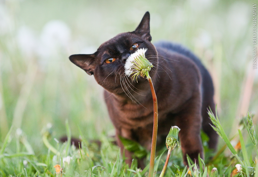 Cats in dandelions post - cat, Burmese, Longpost, The photo