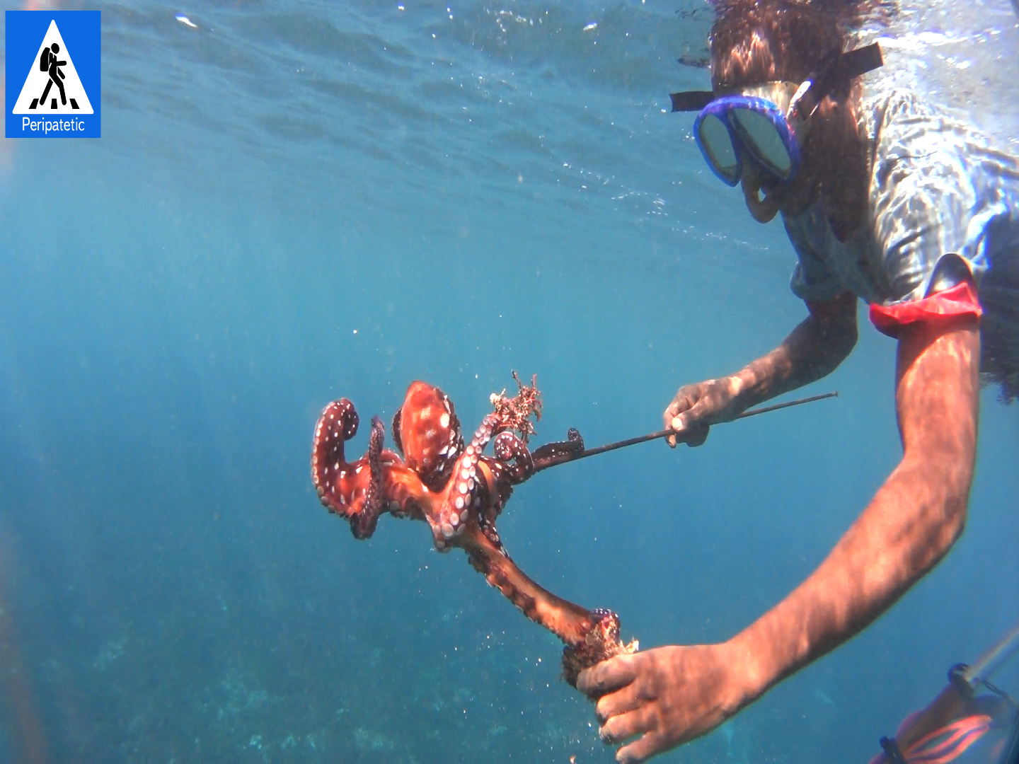 Octopus hunting in wild Africa - My, , Africa, , Video