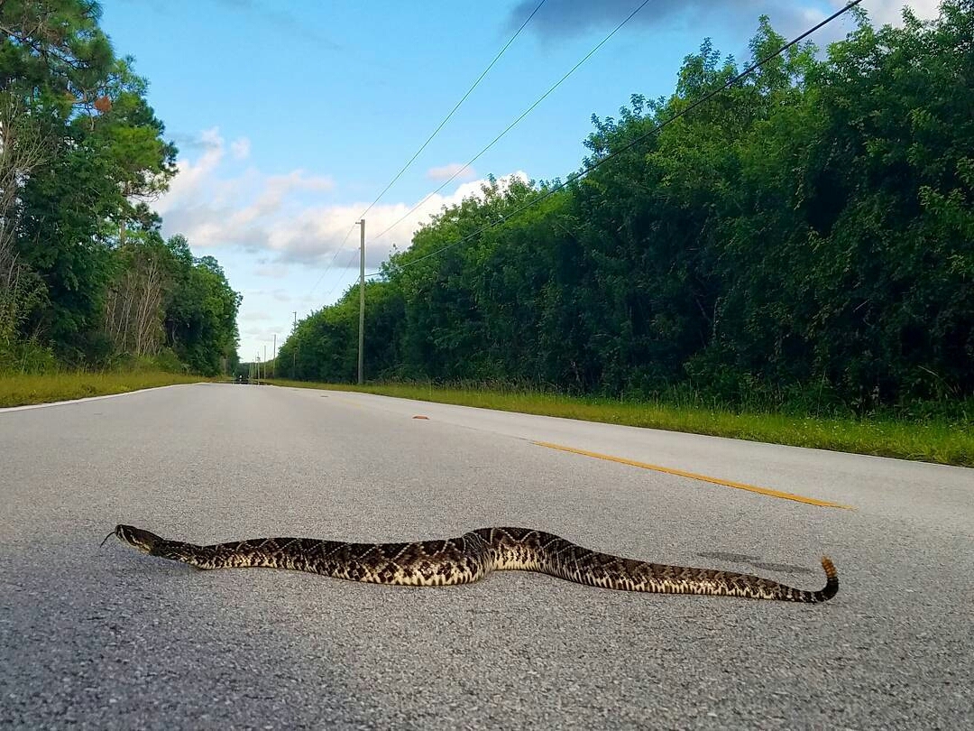 Herping sometimes makes you take different poses... - Snake, Poisonous animals, Rattlesnake, , Photo, 