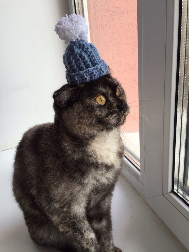 Autumn - My, cat, Autumn, Cap, Sadness, My